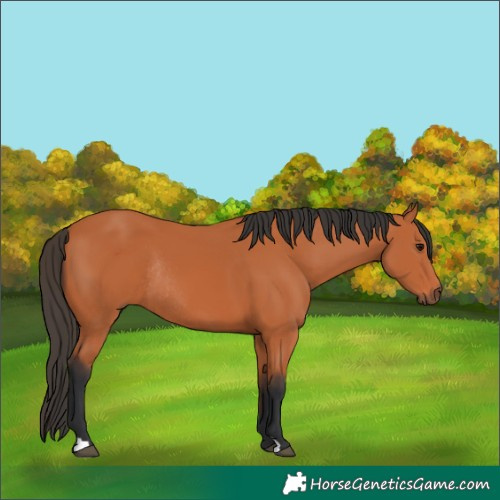 Horse Color:Bay Rabicano 