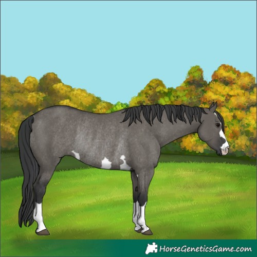 Horse Color:Grullo Rabicano