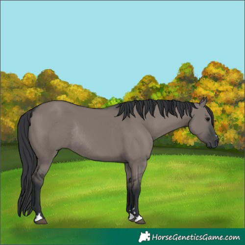 Horse Color:Grullo Rabicano