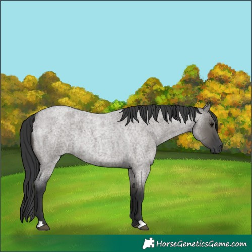 Horse Color:Grullo Roan Rabicano