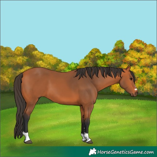 Horse Color:Bay 