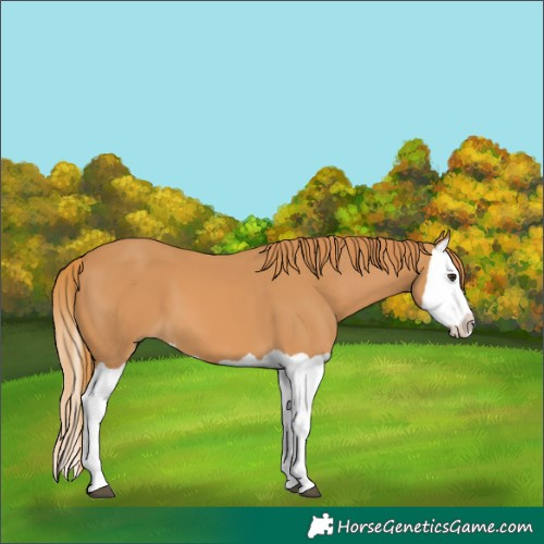 Horse Color:Chestnut Splash