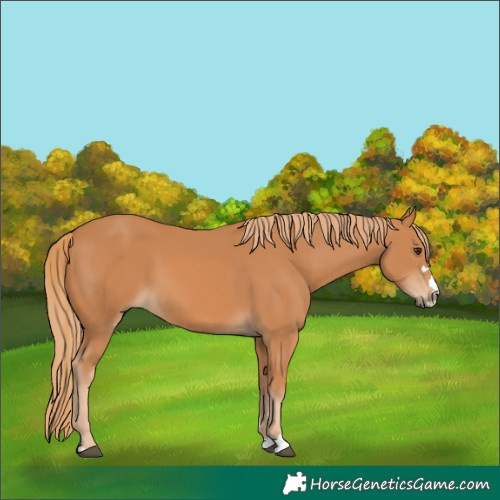 Horse Color:Chestnut 