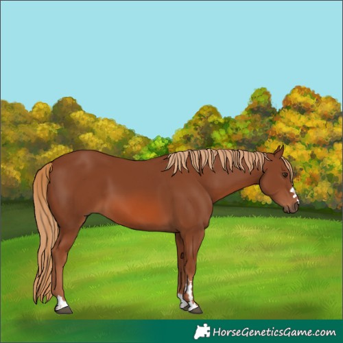 Horse Color:Chestnut 