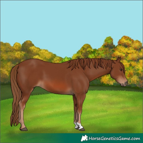 Horse Color:Chestnut 