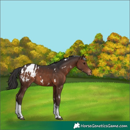 Horse Color:White Spotted Brown Appaloosa