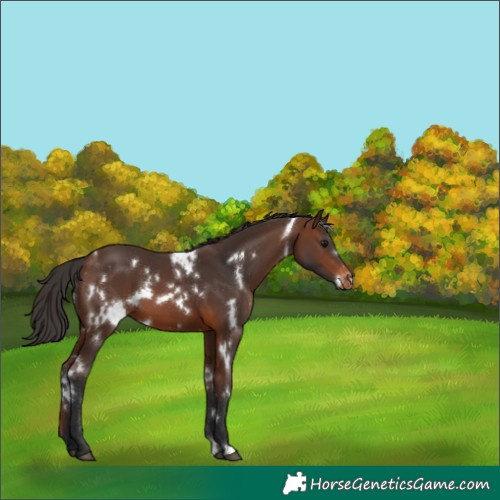 Horse Color:White Spotted Brown Appaloosa