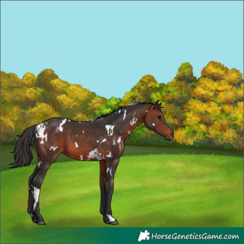 Horse Color:White Spotted Brown 
