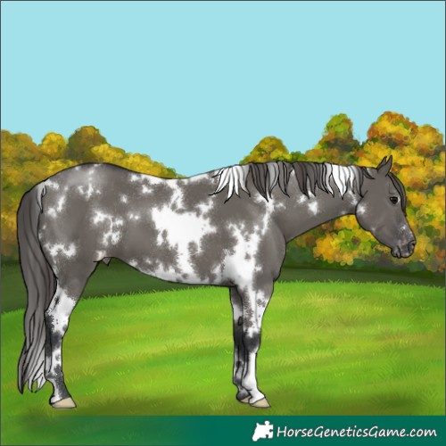Horse Color:White Spotted Grullo Snowcap 
