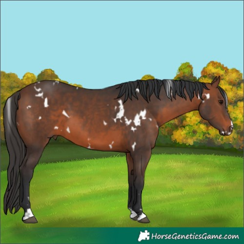 Horse Color:White Spotted Brown 