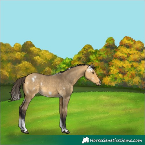 Horse Color:White Spotted Buckskin Dun Tobiano 