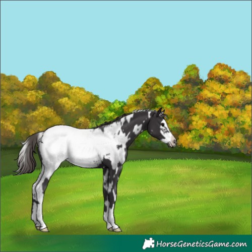 Horse Color:White Spotted Smoky Black Frame Appaloosa