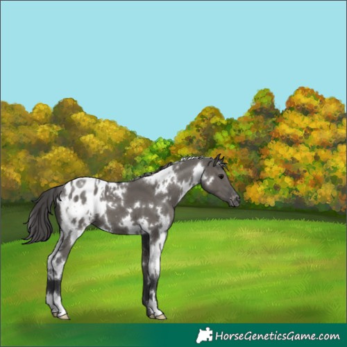 Horse Color:White Spotted Grullo Appaloosa