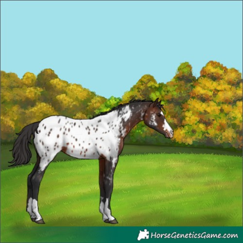 Horse Color:Brown Appaloosa 