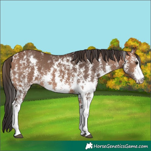 Horse Color:Bay Sabino 