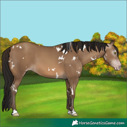 Horse Color:Gray White Spotted Amber Champagne