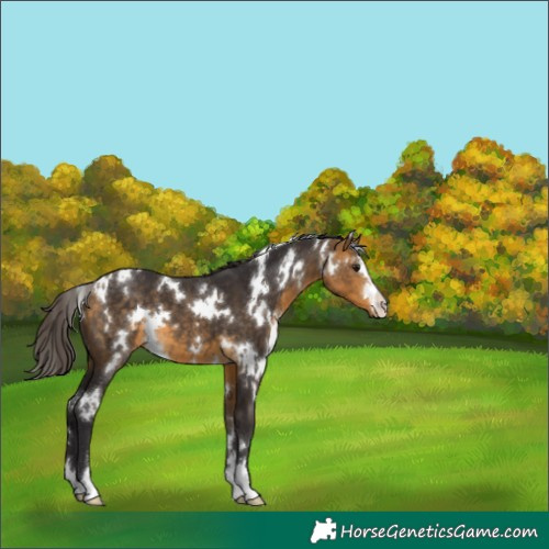 Horse Color:White Spotted Buckskin 