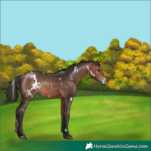 Horse Color:White Spotted Bay 