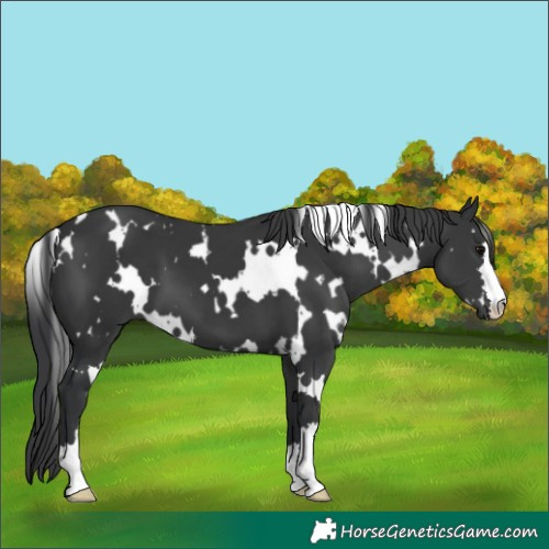 Horse Color:White Spotted Black 