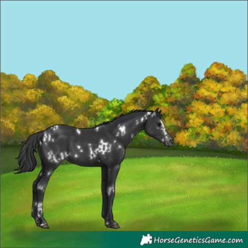 Horse Color:White Spotted Black Appaloosa 