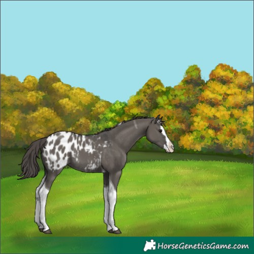 Horse Color:Grullo Splash Tobiano Blanket Rabicano 