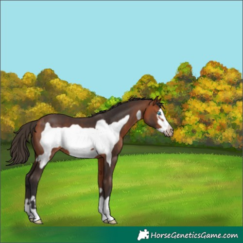Horse Color:Bay Frame