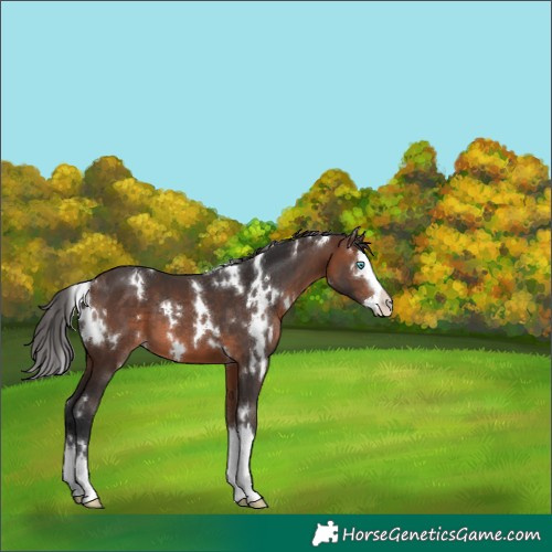 Horse Color:White Spotted Brown Splash Appaloosa 