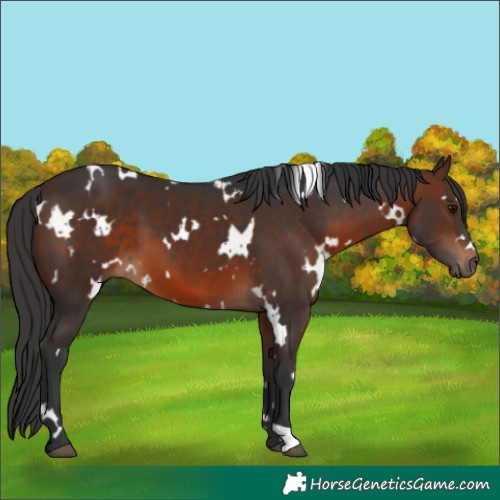 Horse Color:White Spotted Brown 