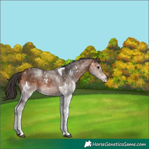 Horse Color:White Spotted Bay Rabicano