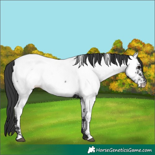 Horse Color:White Spotted Black Appaloosa
