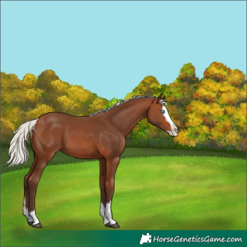 Horse Color:Silver Brown Splash 