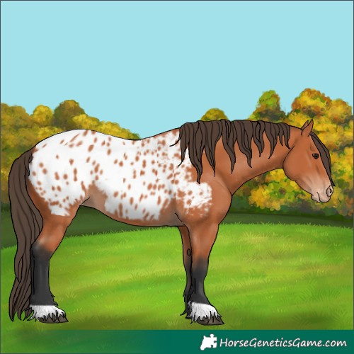 Horse Color:Bay Blanket