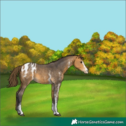 Horse Color:Buckskin Sabino Appaloosa 