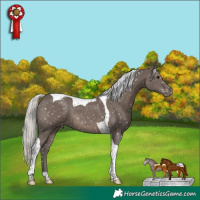 Horse Color:Silver Black Tobiano Appaloosa 