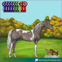 Horse Color:Silver Black Tobiano Snowflake Varnish