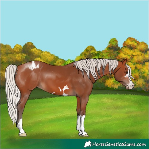 Horse Color:Silver Bay Appaloosa 