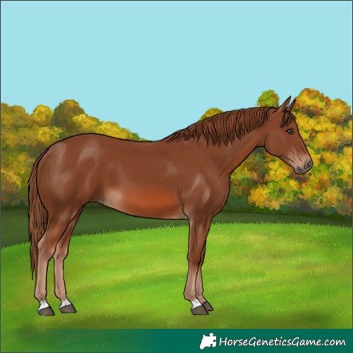 Horse Color:Chestnut 
