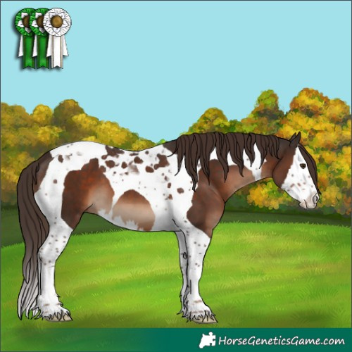 Horse Color:Liver Chestnut Splash Tobiano
