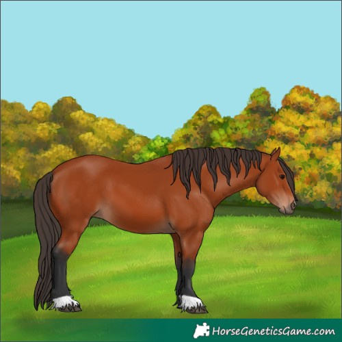 Horse Color:Bay 