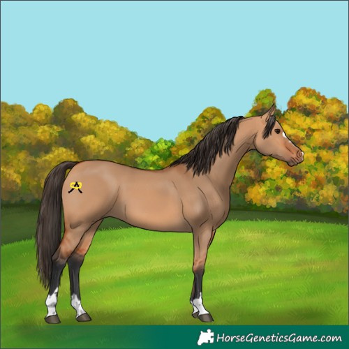 Horse Color:Bay Dun 