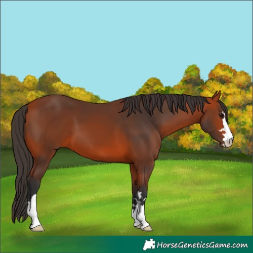 Horse Color:Bay 