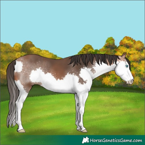 Horse Color:Bay Splash Rabicano