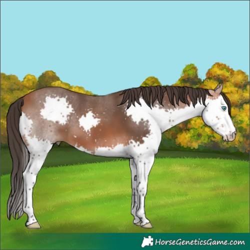 Horse Color:Bay Splash