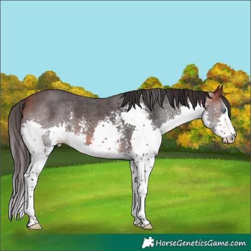 Horse Color:Bay Sabino Splash 