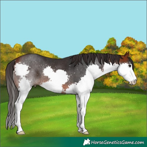 Horse Color:Bay Splash Rabicano
