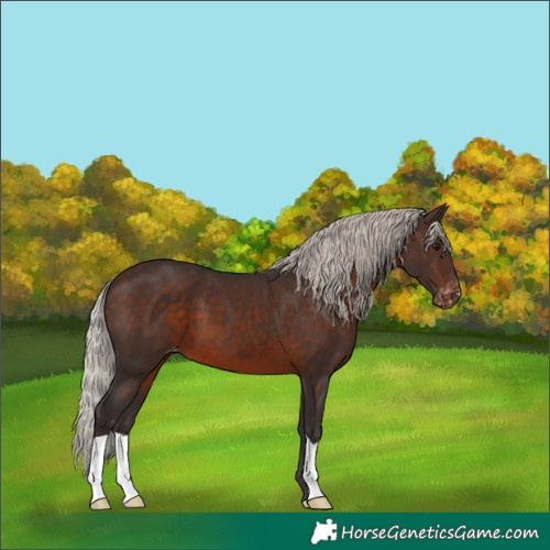 Horse Color:Silver Brown Appaloosa 