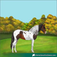 Horse Color:Bay Tobiano Varnish