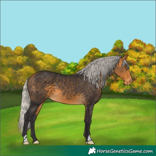 Horse Color:Silver Buckskin Varnish