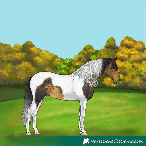 Horse Color:Buckskin Tobiano 