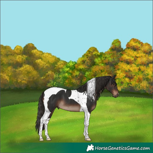 Horse Color:Liver Chestnut Tobiano